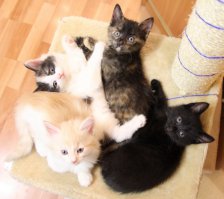 моя и потомство