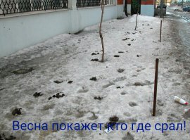 Подснежники, они такие разные!
