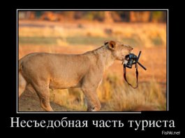 Львица приняла экшн-камеру за свой обед