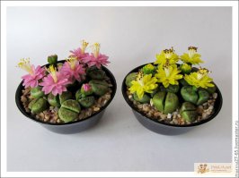 Рекомендую в керамических горшках больших . На зиму можно сразу и забрать... Керамика влагу хорошо пропускает и дышит...