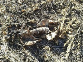 Украинские "подснежники" Донбасса