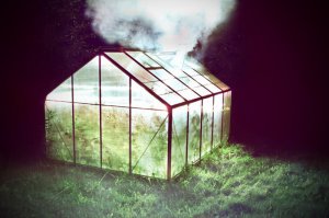 Фига себе, они где выращивают, там и курят?