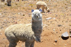 Испорченный телефон ЖЖешечек