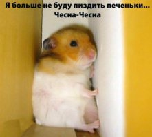 Лысая морская свинка позирует с любимой едой