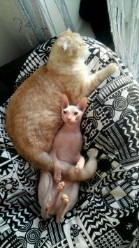 Спасибо Вам от котиков))))