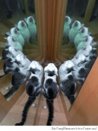 Во всём мире гадают сколько на фотке котов. Переругались все соцсети, рушатся браки, много самоубийств.