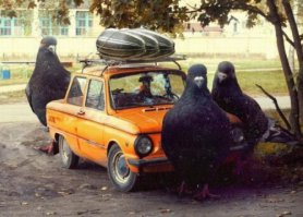 Автоприколы