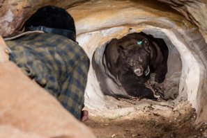 Медведю г;)вном в глаза, нужно кидать, попал - спасся