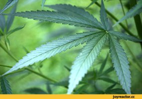 И всё это ,растения рассказали автору..?