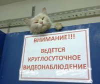 Смешные надписи и объявления