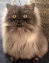 Кошечка заказана в Китае