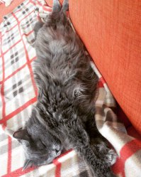 А мы кошке диван новый купили. Думали, что себе, а вышло вот так вот))) Хотя в распоряжении кожкибаси подоконник с подушкой и двухэтажный дом.