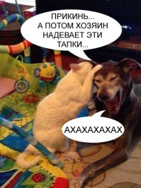 Прикольные картинки. Вечерний выпуск