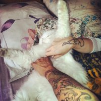 Наверно мой кот тоже регдолл))