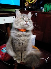 Мои тоже хорошенькие. Хотя целыми днями их фотографировать нет ни времени ни желания