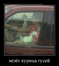 Может всё-таки уток? А?