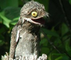 Козодой, он такой....