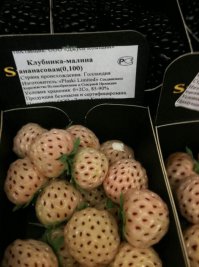 Ну судя по стране происхождения , впринцепи неудивительно)
