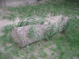 Жизнь происходит из жизни.