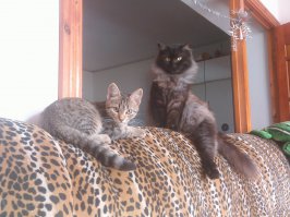 А вот он уже вырос, и у него появился "кореш".