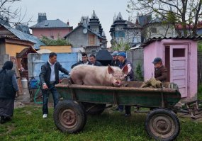 Минутка доброты-цыгане катают свинью на телеге