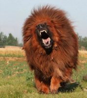 Самые дорогие собаки в мире