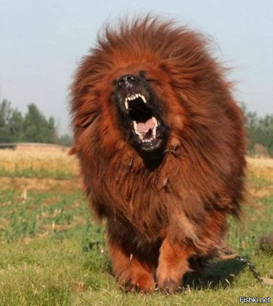 Самые дорогие собаки в мире