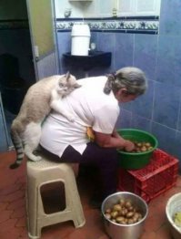 Вы плохо знаете котов (1 фото+видео)