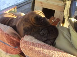 Серьезная охрана: 15 собак, которые обожают и оберегают детей 