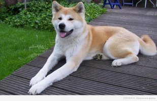 Что-то стоимость всех пород сильно преувеличена. И с фотками напутано. Вместо тибетского мастифа дворняжка какая-то), вместо акиты - сиба-ину. А они вообще-то сильно отличаются. Вот акита-ину: