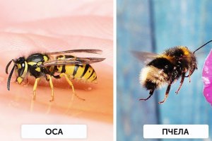 пчела??? "мохнатый полярный пчёл... патаму-шта ХОЛОДНО"
Это ШМЕЛЬ! =)