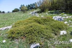 Когда можжевельник в мае цветет, очень полезно дышать