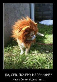 Фотографии о бродячей собаке, которая стала храбрым городским львом