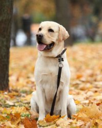 Что за бред, явно собака в парике.