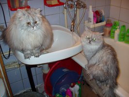 77 изумительных фотографий котов  