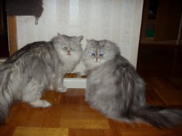 77 изумительных фотографий котов  