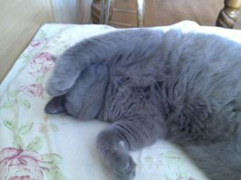 "24.	Люди — единственные существа, которые спят на спине."
_______________________
Ха-ха! Вы только моему коту об этом не рассказывайте!