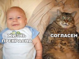 Вы плохо знаете котов (1 фото+видео)