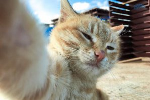 как то странно они себя фоткают, со штативов  так надо