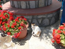 кошечка с острова Сими :)