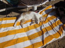 Главная курортница в Хургаде :)