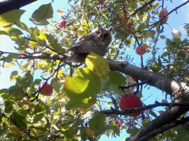 У меня на даче сова почти 3 месяца обитала.Сфотографировать себя позволила.А чтобы не спугнуть вся шумная дачная деятельность была немедленно прекращена.:)