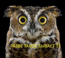 Совы, какими вы их еще не видели  