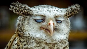 Совы, какими вы их еще не видели  