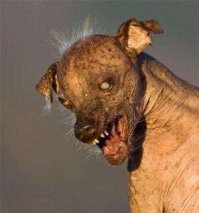 Парень подарил своей девушке на день рождения щенка. Её счастью не было предела!  