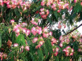 Альбиция ленкоранская красивое дерево, в Крыму много.