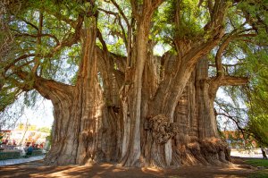12 самых красивых и удивительных деревьев на Земле