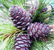 Сибирский кедр