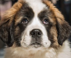 Немного подрасту - и на дорогу, нести добро...