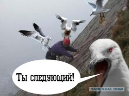 9 фильмов о смертельно опасных птицах (10 фото)